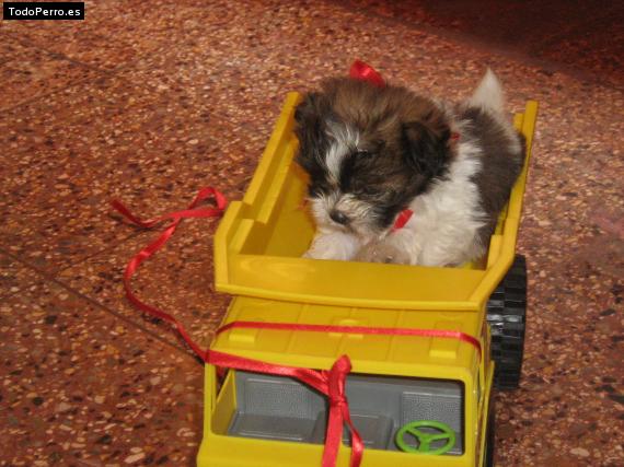 Foto del perro Charly