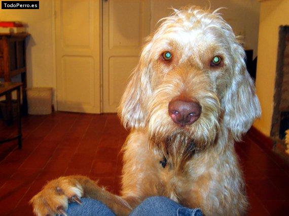 La foto del perro Gandul Foto del perro Gandul