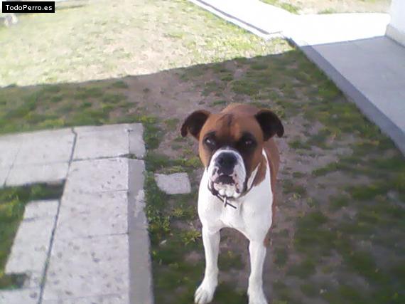 La foto del perro