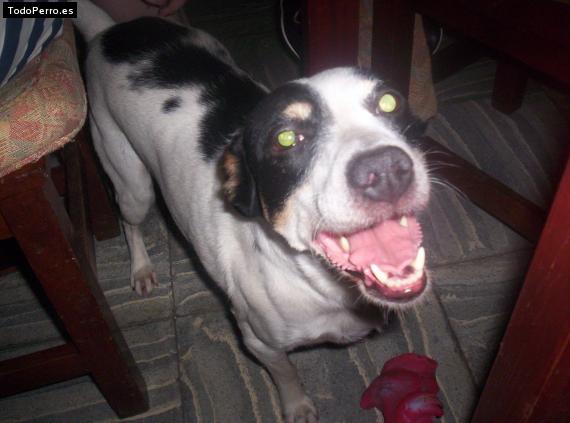 La foto del perro Manchiss Foto del perro Manchiss