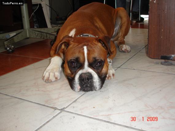 Foto del perro Shadow
