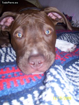 Foto del perro Sheila love