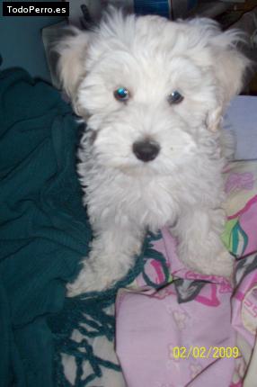 La foto del perro Mambo Foto del perro Mambo