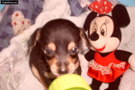 Foto del perro Runny