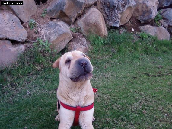 Foto del perro Danko