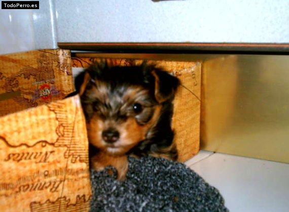 La foto del perro Miko Foto del perro Miko