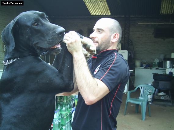 Foto del perro Roy