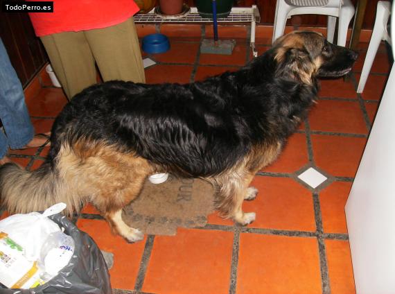 Foto del perro Tania