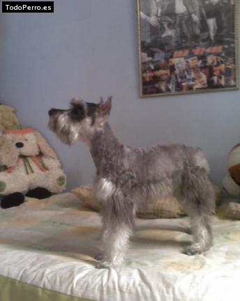 La foto del perro Morochita Foto del perro Morochita