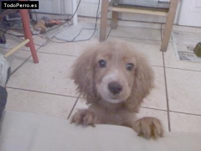 Foto del perro Tobby