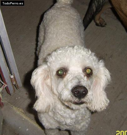 Foto del perro Spoonky