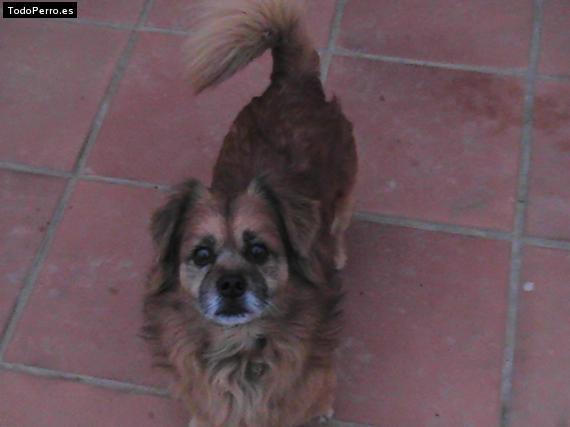Foto del perro Tovi