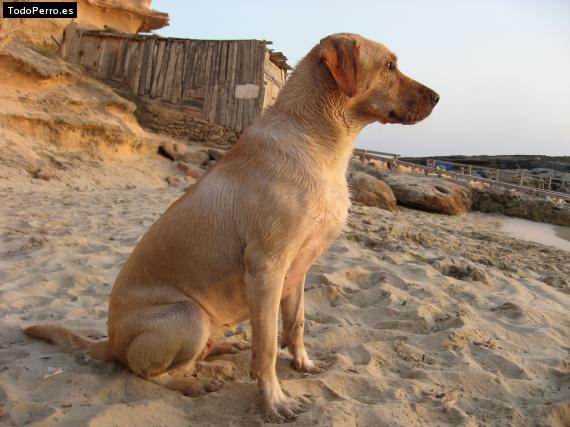 La foto del perro Uma Foto del perro Uma