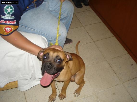 Foto del perro Ronney