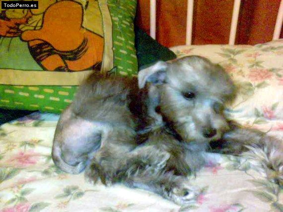 La foto del perro Muñeca Foto del perro Muñeca