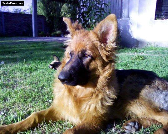 La foto del perro Logan Foto del perro Logan