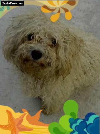 Foto del perro Cosy