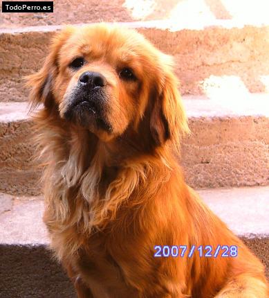 Foto del perro Clifford