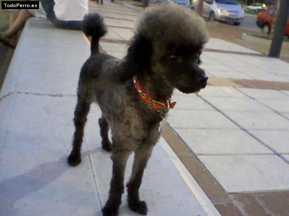 Foto del perro Toto