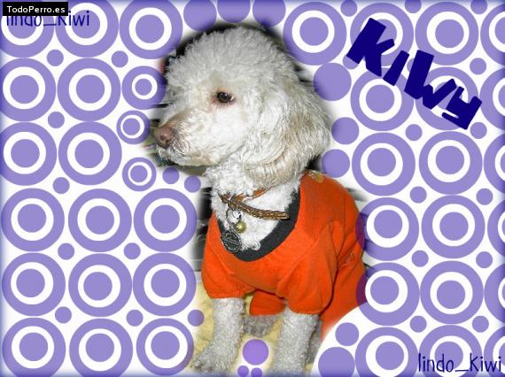 Foto del perro Kiwi
