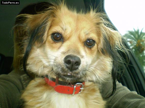 La foto del perro Maka Foto del perro Maka