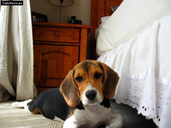 Foto del perro Sofia