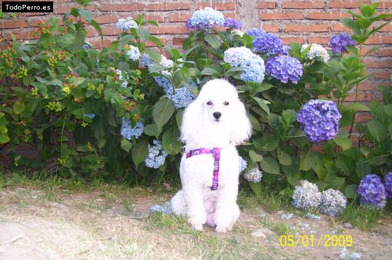 Foto del perro Isadora
