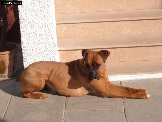 Foto del perro Syra