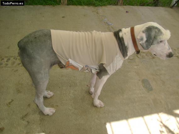 La foto del perro Rufo Foto del perro Rufo