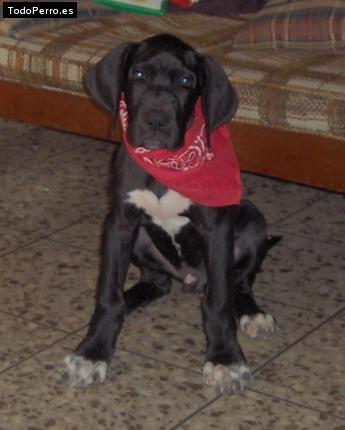 Foto del perro Cale