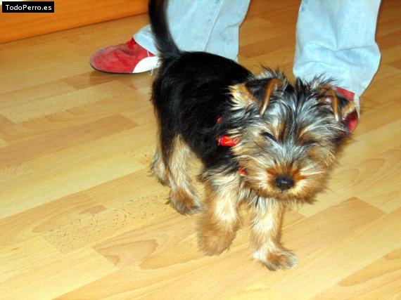 La foto del perro Risto Foto del perro Risto