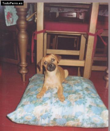 Foto del perro Robhiño