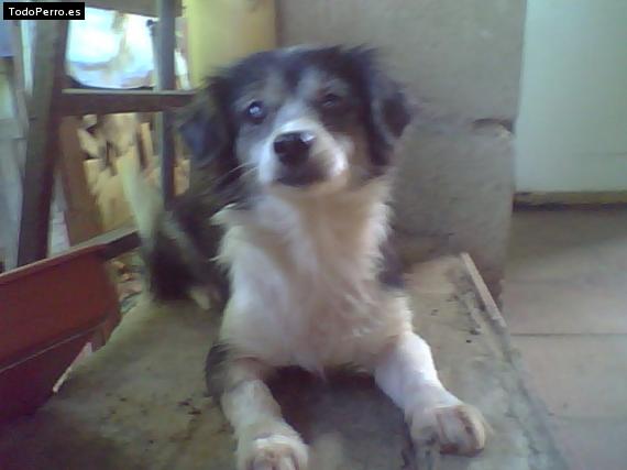 La foto del perro Muñeca Foto del perro Muñeca