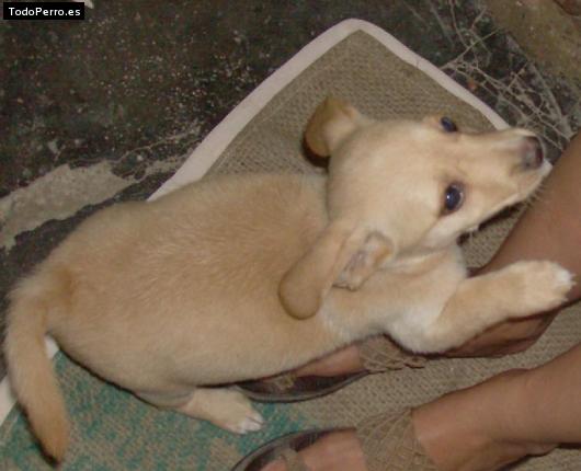 Foto del perro Hybris