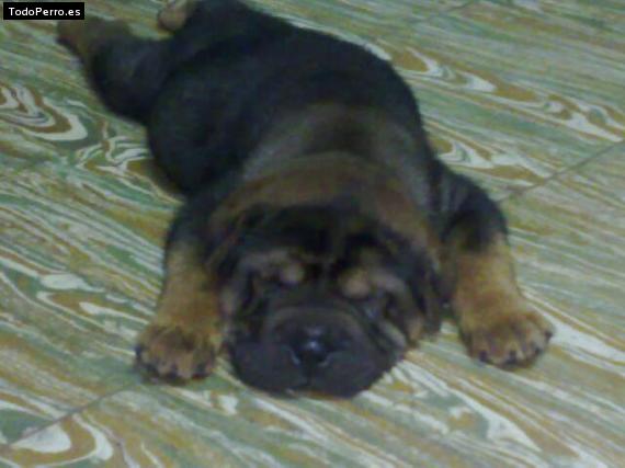 Foto del perro Mika
