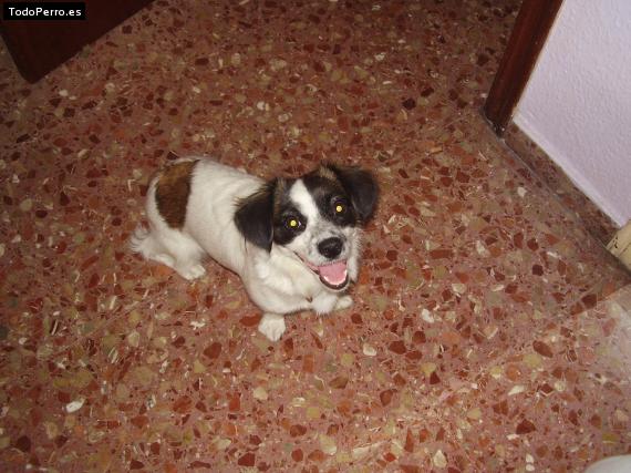 La foto del perro Marge Foto del perro Marge