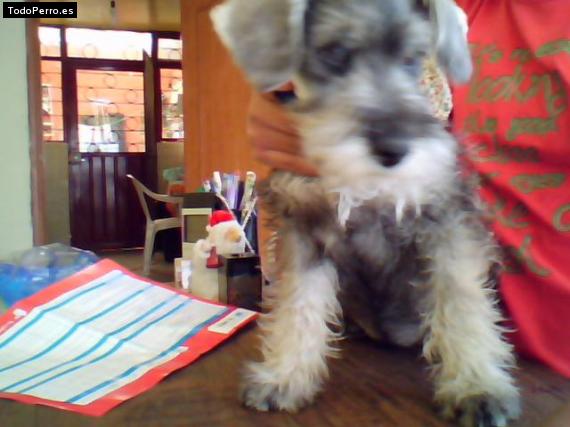 La foto del perro Matias Foto del perro Matias