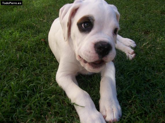 Foto del perro Choper