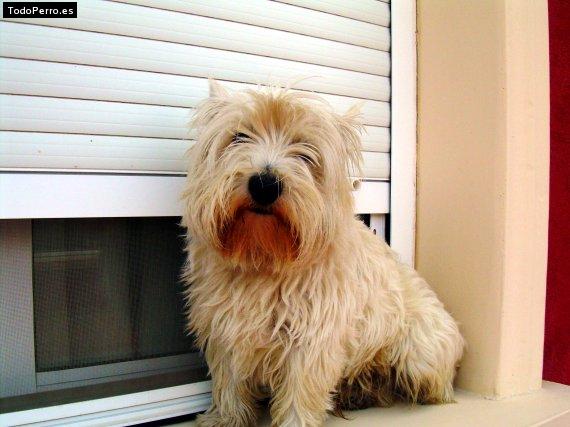 Foto del perro Chiqui