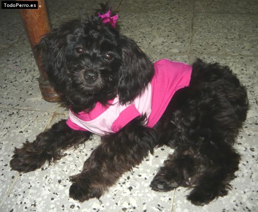 Foto del perro Hanna