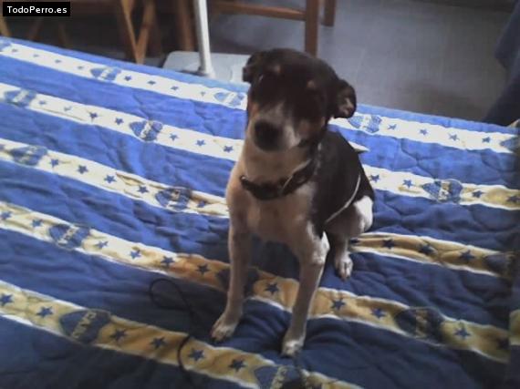 La foto del perro Moncho Foto del perro Moncho