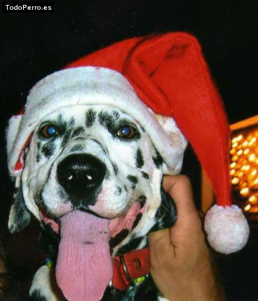 Foto del perro Thiago
