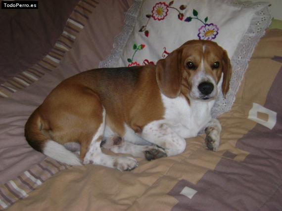 La foto del perro Jagger Foto del perro Jagger