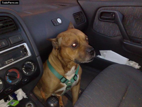 Foto del perro Tayson