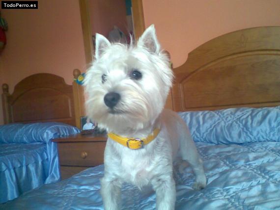 La foto del perro