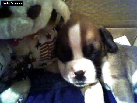 Foto del perro India