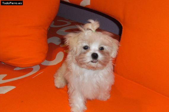 Foto del perro Rey