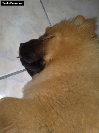 Foto del perro Ozzy