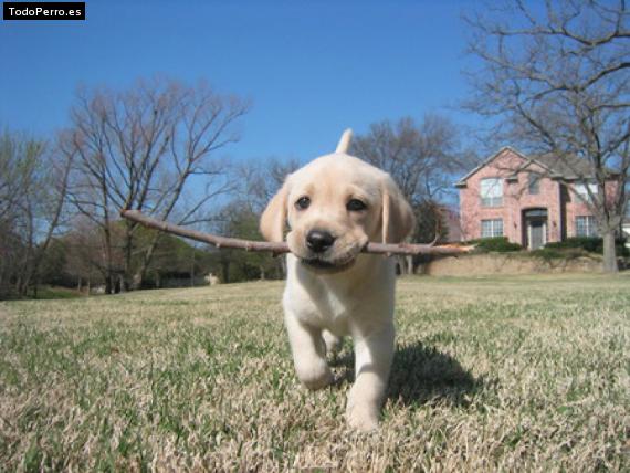 La foto del perro Marley Foto del perro Marley