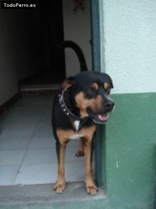 Foto del perro Rocky